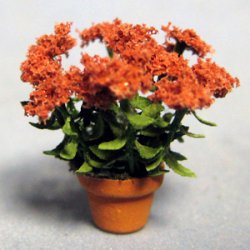 Sedum in a Pot Quarter-inch scale