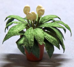 Spathiphyllum in a Terra Cotta Pot Half-inch scale
