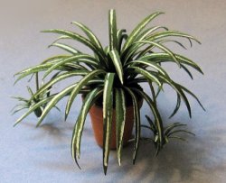 Spider Plant in a Terra Cotta Pot Half-inch scale
