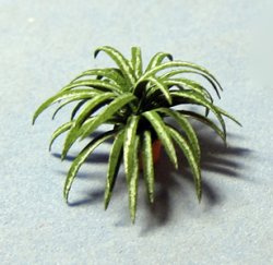 Spider Plant in a Pot Quarter-inch scale