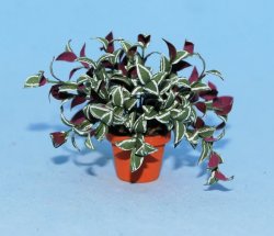 Wandering Jew in a Terra Cotta Pot One-inch scale