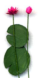 Waterlily Half-inch scale