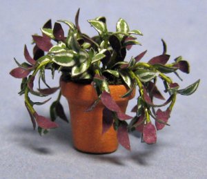 Wandering Jew in a Terra Cotta Pot Half-inch scale