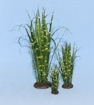 Zebra Grass One-inch scale