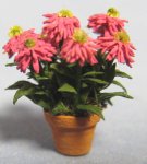 Zinnia, Cactus Flowered in a Pot Quarter-inch scale