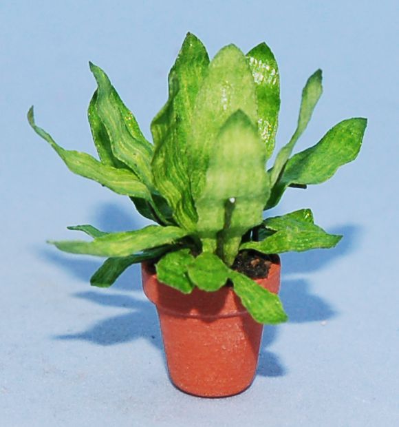Bird's Nest Fern Half-inch scale - Click Image to Close