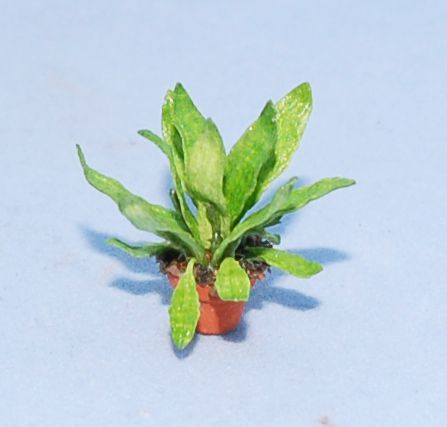 Bird's Nest Fern in a Pot Quarter-inch scale - Click Image to Close