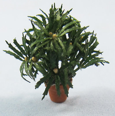 False Aralia Pot Quarter-inch scale - Click Image to Close