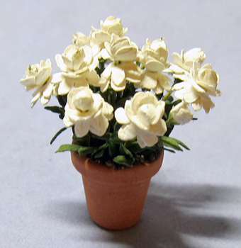 Gardenia in a Terra Cotta Pot Half-inch scale - Click Image to Close