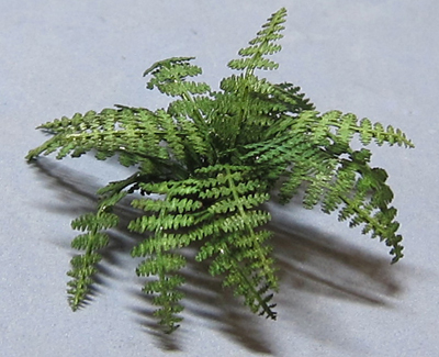 Lady Fern Quarter-inch scale - Click Image to Close