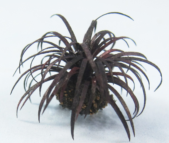 Mondo grass Half-inch scale - Click Image to Close