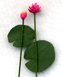 Waterlily Quarter-inch scale